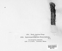 Gymnosporangium clavariiforme image